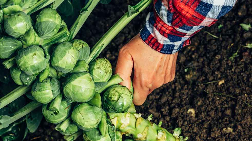 November gardening jobs Brussels sprouts